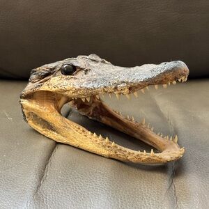 7-Inch Real Alligator Taxidermy Head | Authentic Gator Skull | Florida USA